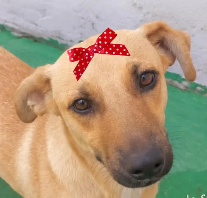 Cachorro raça SRD-ViraLata idade 7 a 11 meses nome Manu