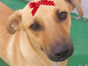 Cachorro raça SRD-ViraLata idade 7 a 11 meses nome Manu