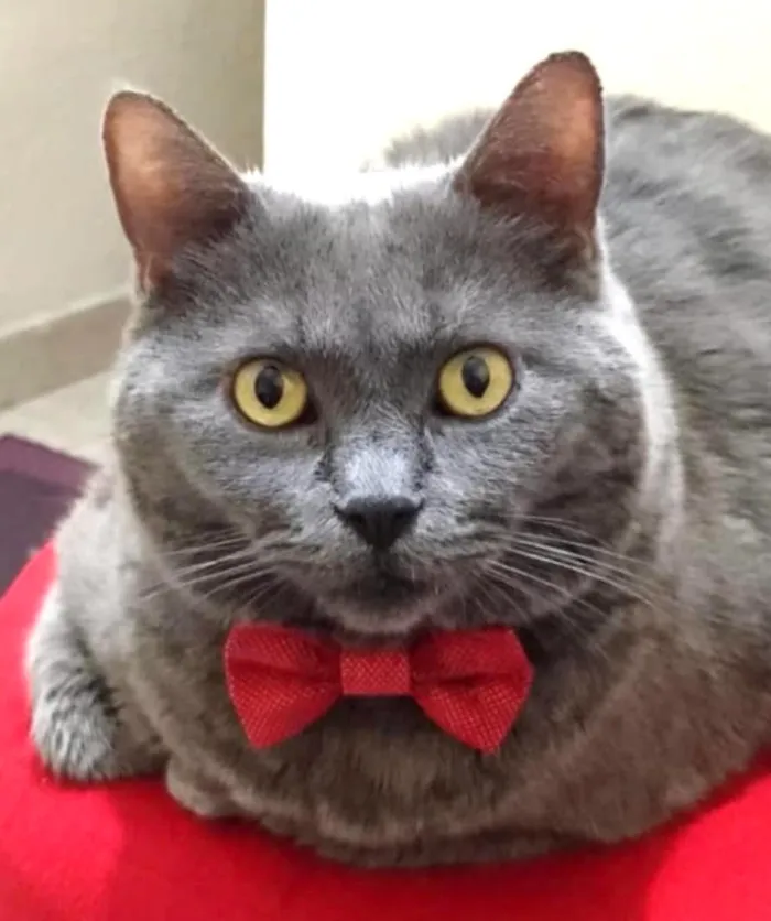 Gato raça SRD-ViraLata idade 4 anos nome Write