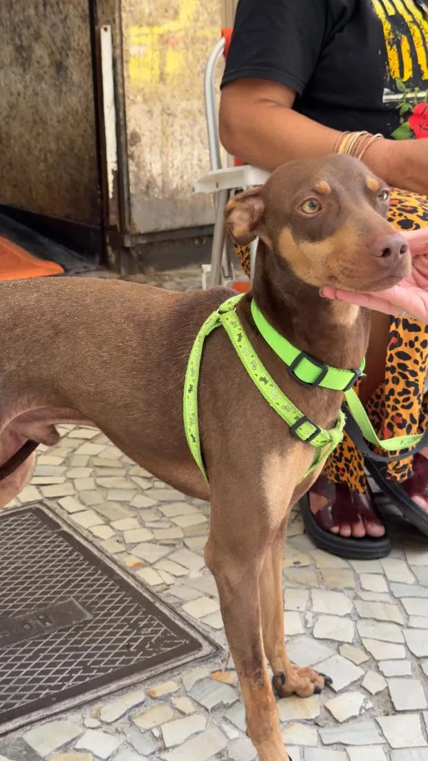 Cachorro raça SRD-ViraLata idade 1 ano nome Theo