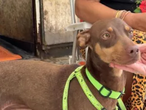Cachorro raça SRD-ViraLata idade 1 ano nome Theo