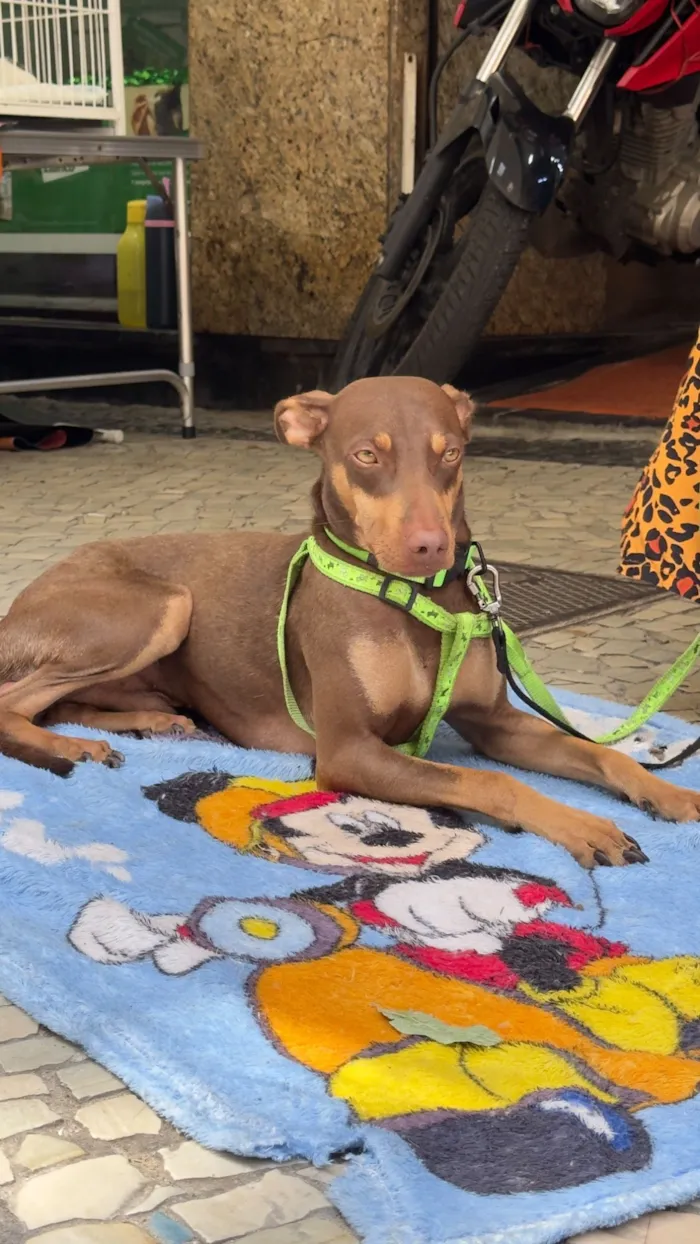 Cachorro raça SRD-ViraLata idade 1 ano nome Theo