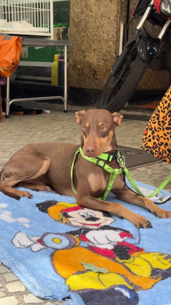 Cachorro raça SRD-ViraLata idade 1 ano nome Theo
