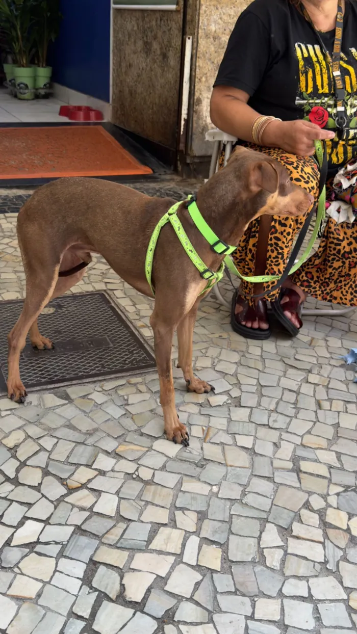 Cachorro raça SRD-ViraLata idade 1 ano nome Theo