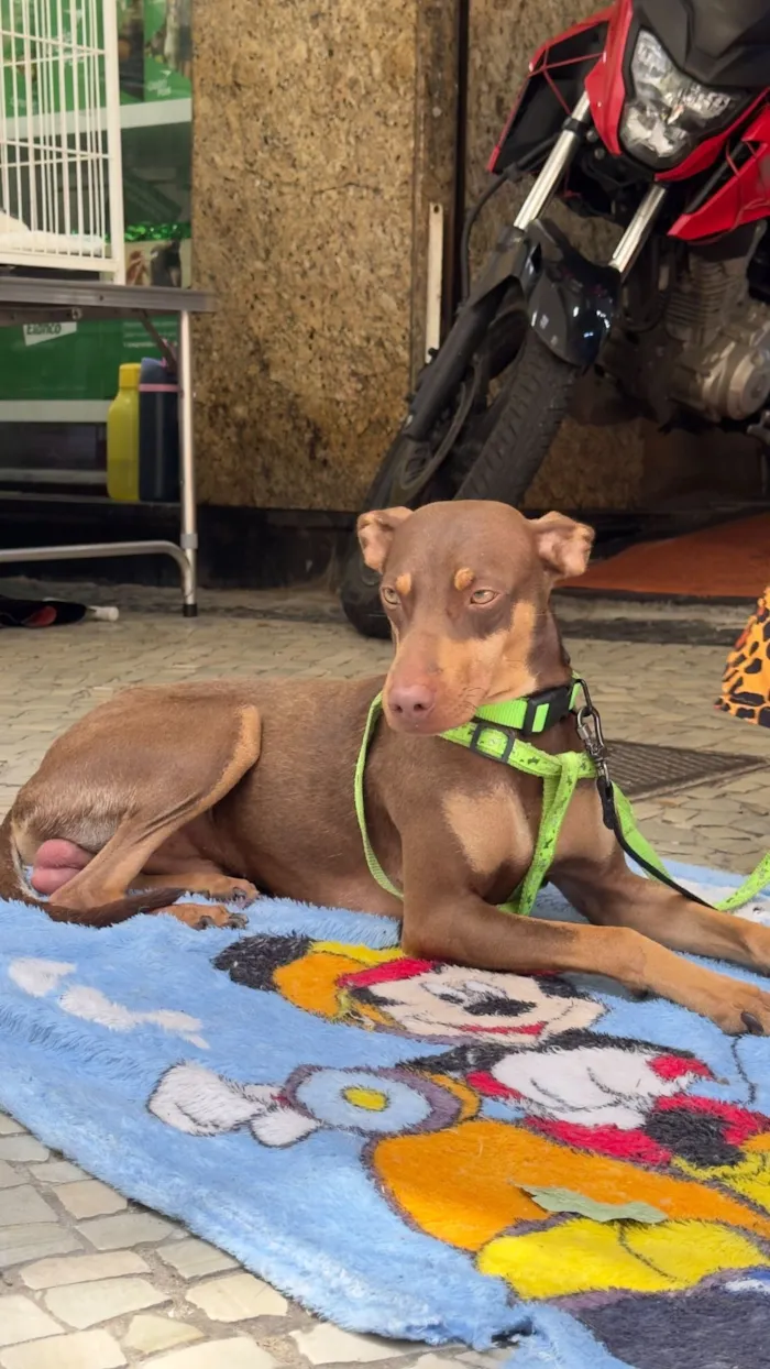 Cachorro raça SRD-ViraLata idade 1 ano nome Theo