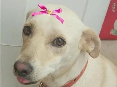 Cachorro raça SRD-ViraLata idade 1 ano nome Julie