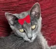 Sissi