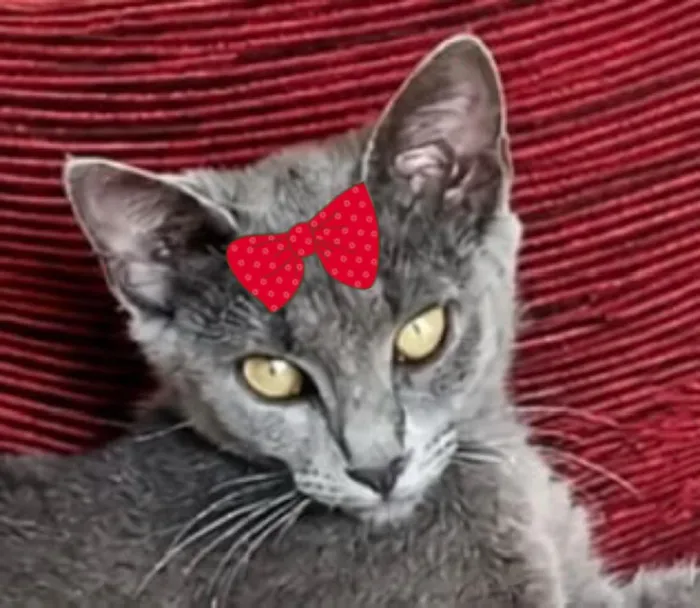 Gato raça SRD-ViraLata idade 2 a 6 meses nome Sissi
