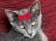 Sissi