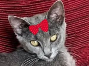 Gato raça SRD-ViraLata idade 2 a 6 meses nome Sissi