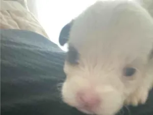 Cachorro raça SRD-ViraLata idade Abaixo de 2 meses nome filhotinho 