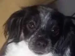 Cachorro raça SRD-ViraLata idade 1 ano nome Luna