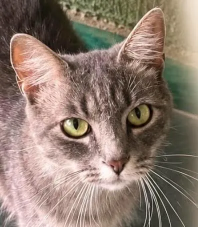 Gato raça SRD-ViraLata idade 1 ano nome Charlie