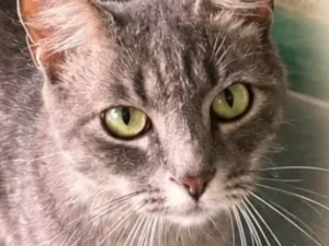 Gato raça SRD-ViraLata idade 1 ano nome Charlie