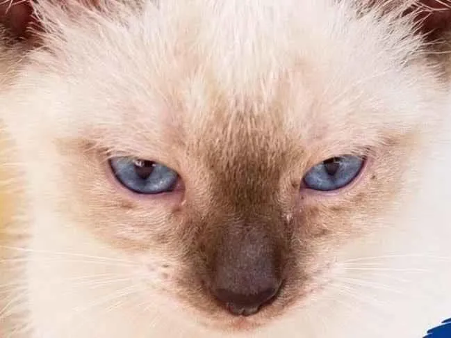 Gato raça SRD-ViraLata idade 2 a 6 meses nome Floquinho