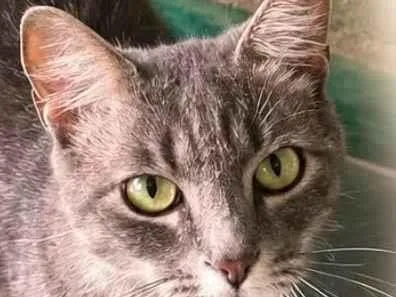 Gato raça SRD-ViraLata idade 1 ano nome Charlie