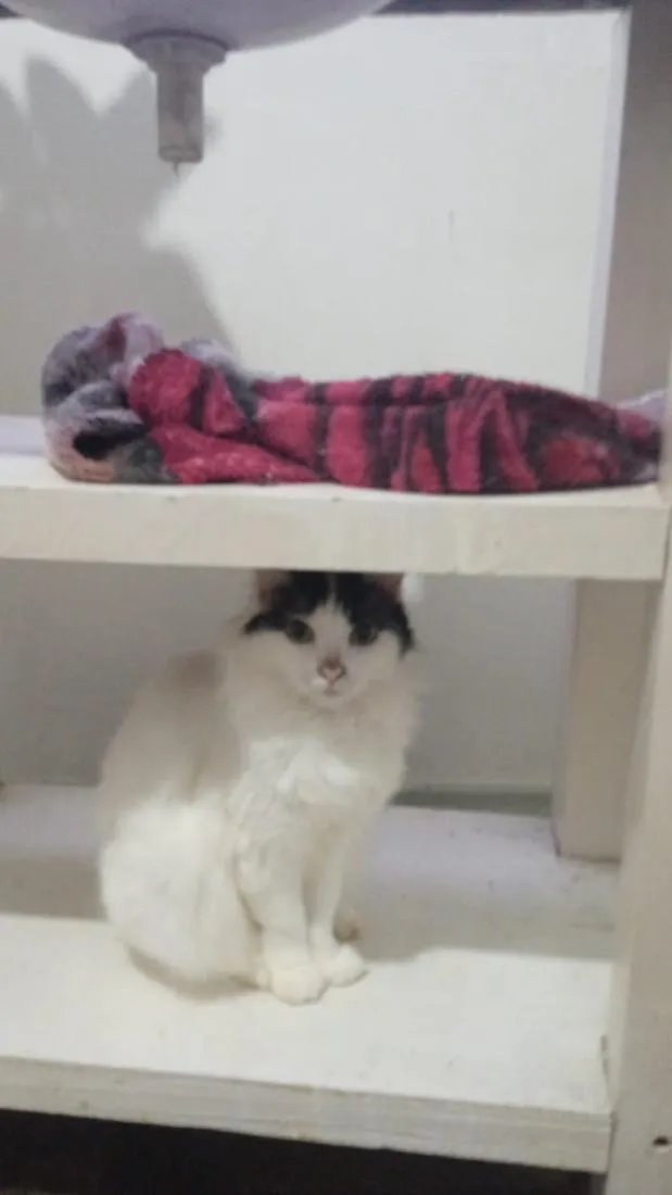 Gato raça SRD-ViraLata idade 1 ano nome Luna