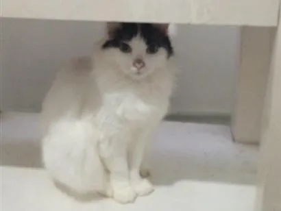 Gato raça SRD-ViraLata idade 1 ano nome Luna