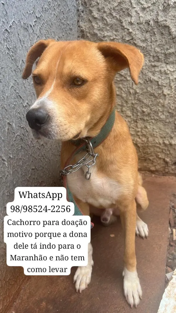 Cachorro raça SRD-ViraLata idade 2 anos nome Thor