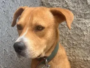 Cachorro raça SRD-ViraLata idade 2 anos nome Thor
