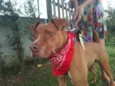 Chico