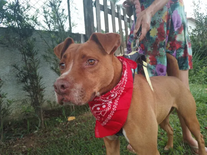 Cachorro raça SRD-ViraLata idade 5 anos nome Chico