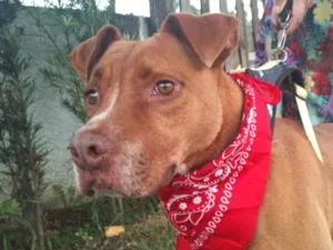 Cachorro raça SRD-ViraLata idade 5 anos nome Chico