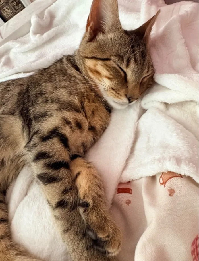 Gato raça SRD-ViraLata idade 1 ano nome Cruel