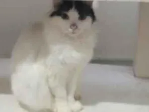 Gato raça SRD-ViraLata idade 1 ano nome Luna
