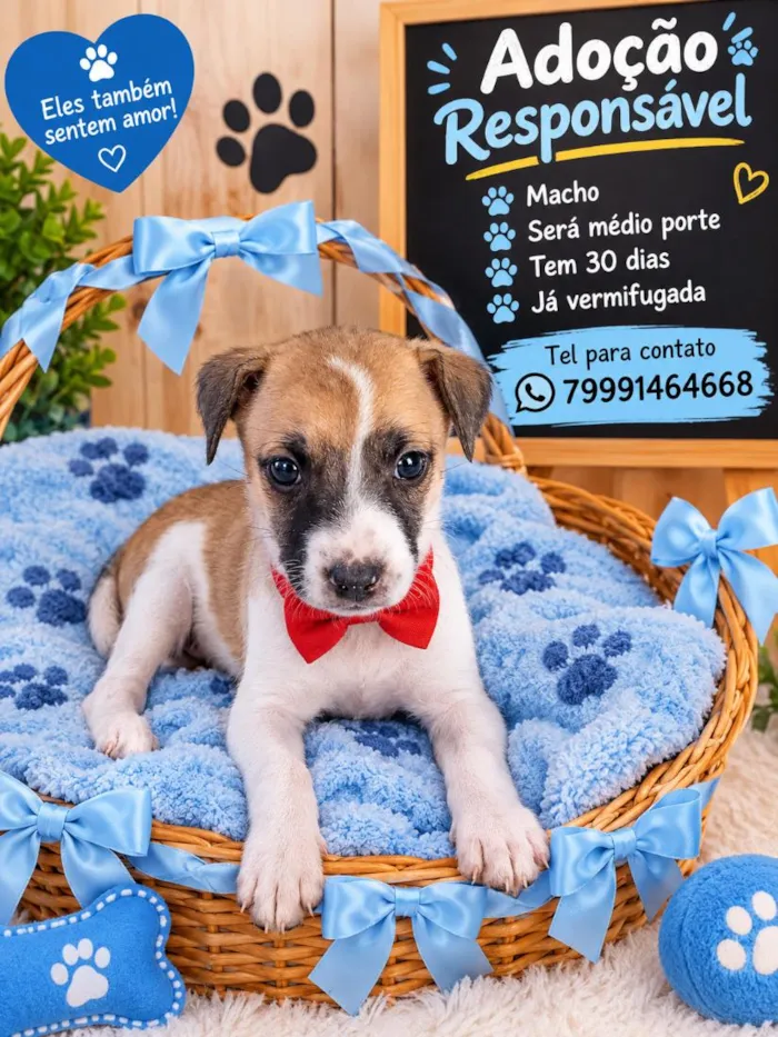 Cachorro raça SRD-ViraLata idade Abaixo de 2 meses nome filhotes