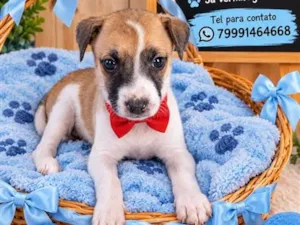 Cachorro raça SRD-ViraLata idade Abaixo de 2 meses nome filhotes