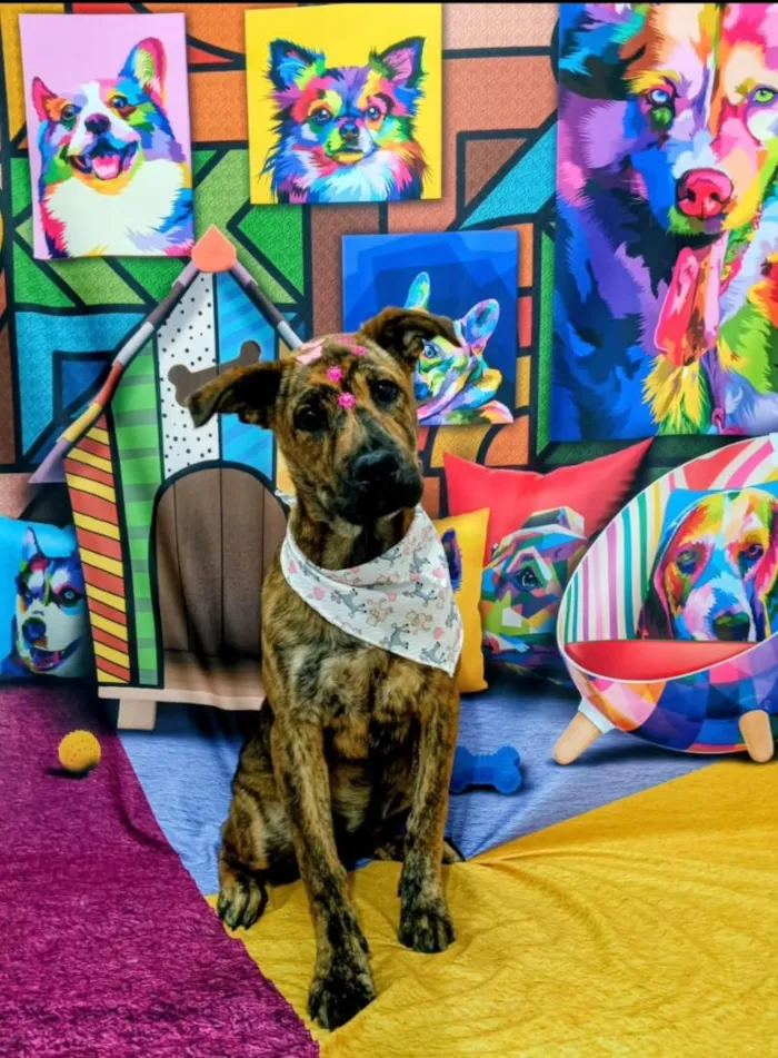 Cachorro raça SRD-ViraLata idade 1 ano nome Clarice
