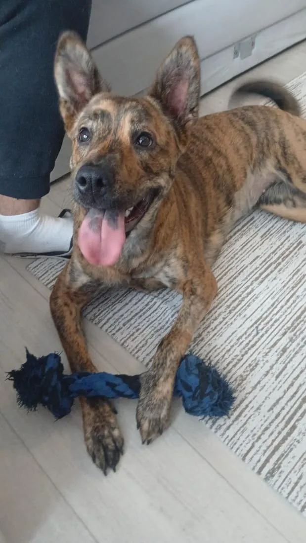 Cachorro raça SRD-ViraLata idade 1 ano nome Clarice