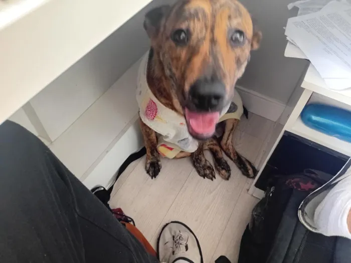 Cachorro raça SRD-ViraLata idade 1 ano nome Clarice