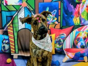Cachorro raça SRD-ViraLata idade 1 ano nome Clarice