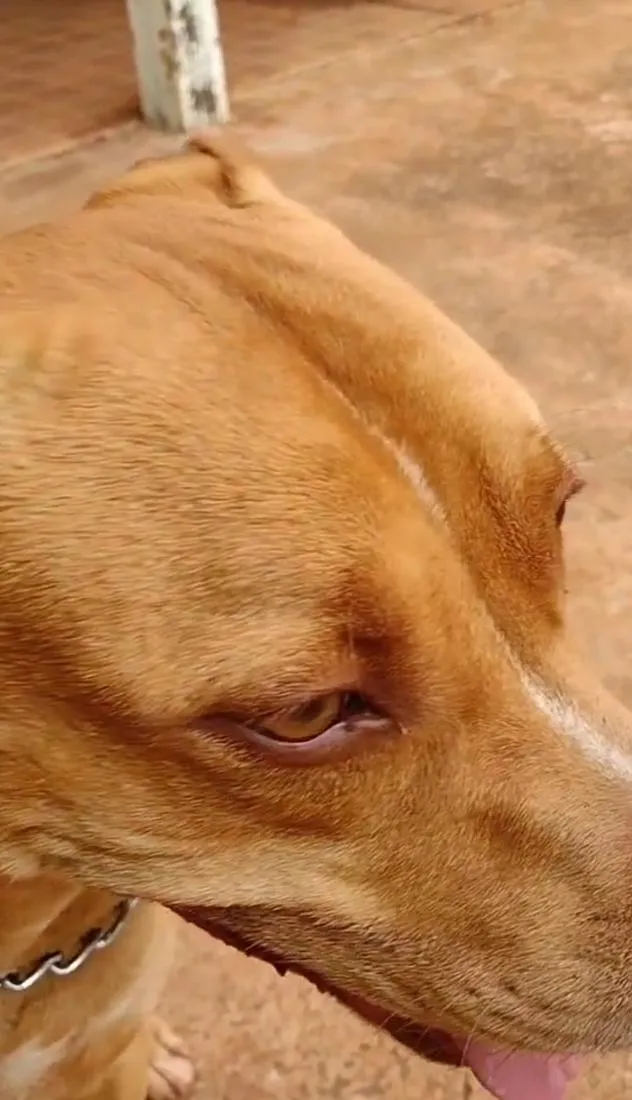 Cachorro raça Pit-Bull idade 6 ou mais anos nome Fred