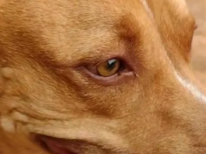 Cachorro raça Pit-Bull idade 6 ou mais anos nome Fred