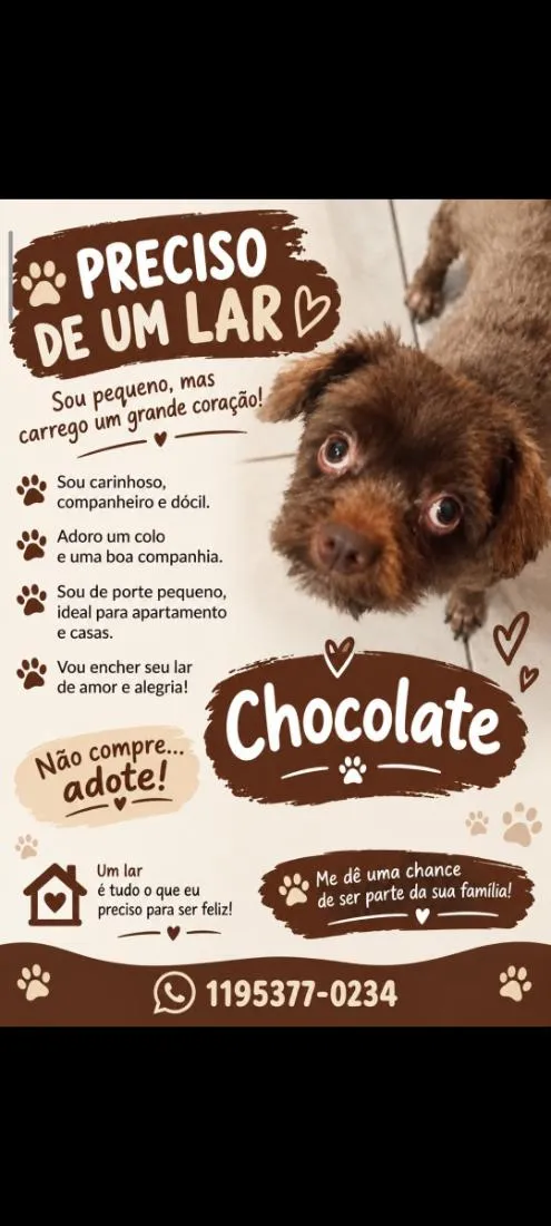 Cachorro raça Shitzu idade 1 ano nome Chocolate