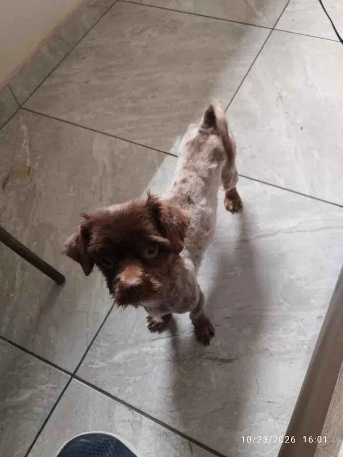 Cachorro raça Shitzu idade 1 ano nome Chocolate