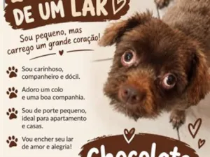 Cachorro raça Shitzu idade 1 ano nome Chocolate
