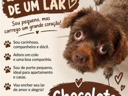 Cachorro raça Shitzu idade 1 ano nome Chocolate