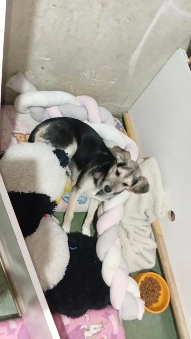 Cachorro raça SRD-ViraLata idade 7 a 11 meses nome Ricardinho