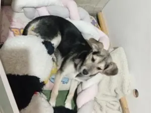Cachorro raça SRD-ViraLata idade 7 a 11 meses nome Ricardinho