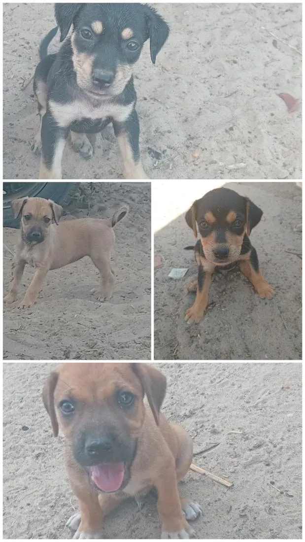 Cachorro raça SRD-ViraLata idade 2 a 6 meses nome molly zel  e cacau