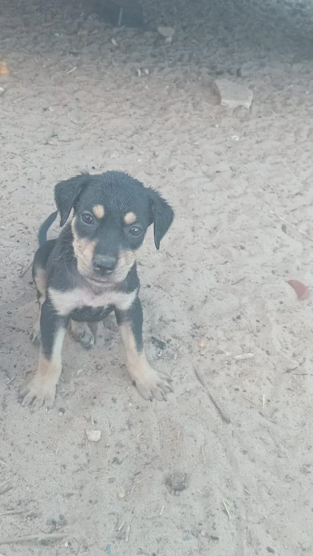Cachorro raça SRD-ViraLata idade 2 a 6 meses nome molly zel  e cacau