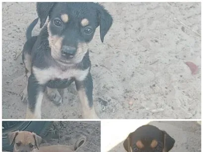 Cachorro raça SRD-ViraLata idade 2 a 6 meses nome molly zel  e cacau