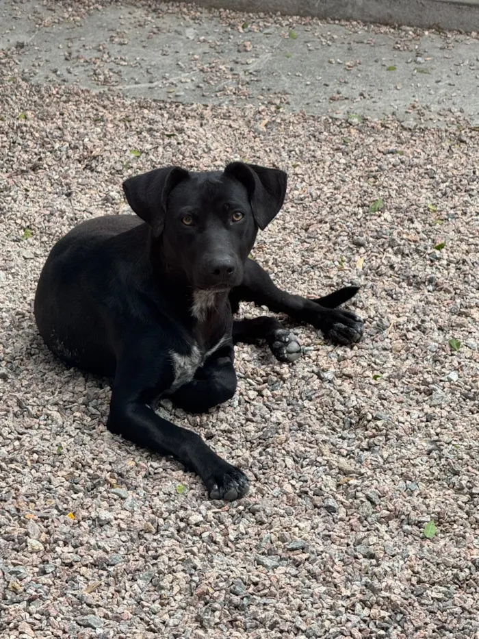 Cachorro raça SRD-ViraLata idade 1 ano nome Ace
