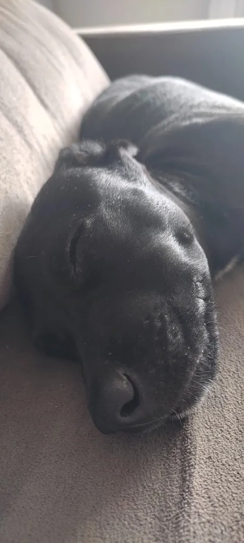Cachorro raça SRD-ViraLata idade 1 ano nome Ace