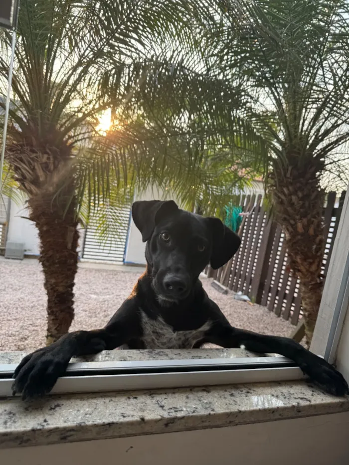 Cachorro raça SRD-ViraLata idade 1 ano nome Ace