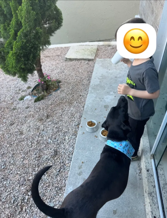 Cachorro raça SRD-ViraLata idade 1 ano nome Ace